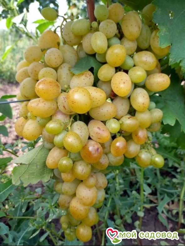 Виноград Валентина