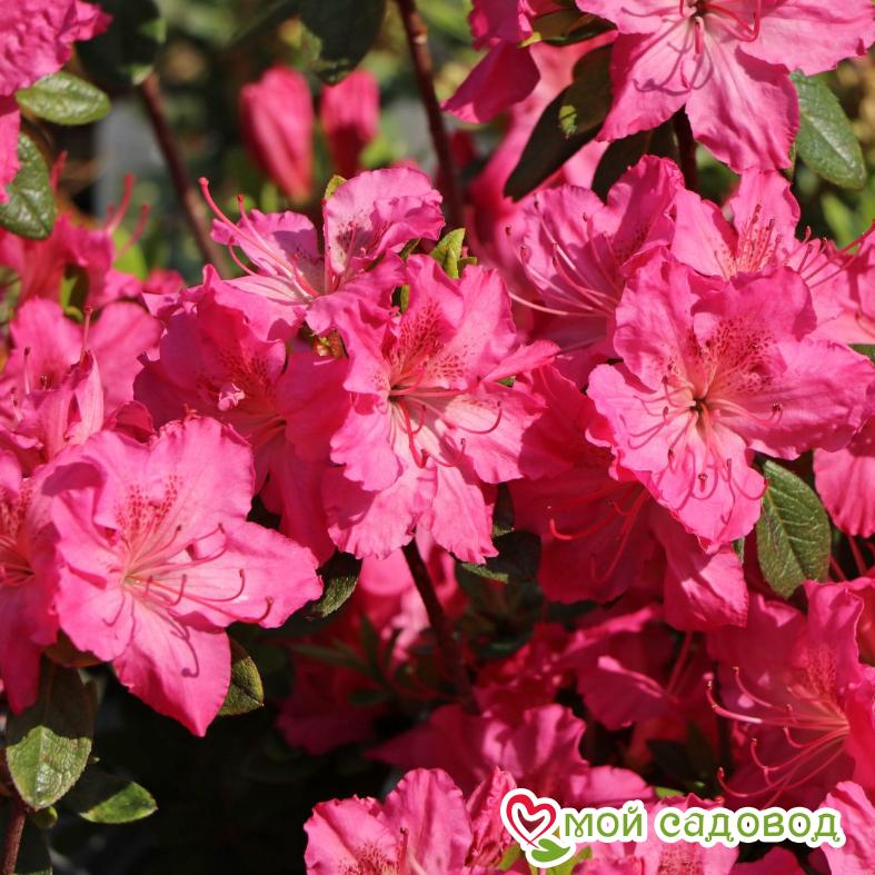 Азалия/Рододендрон японская "Кирстин"