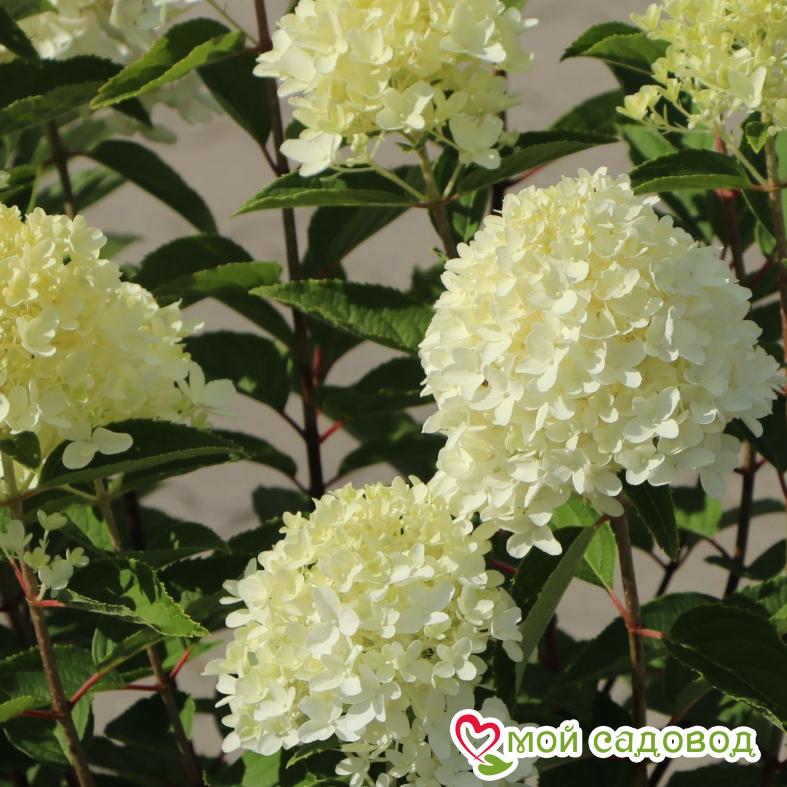 Гортензия метельчатая Би Хеппи ЗКС