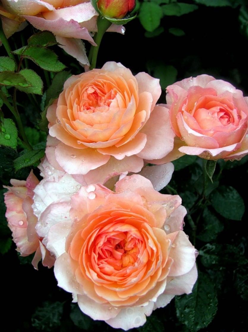 Роза Андре Тюрка