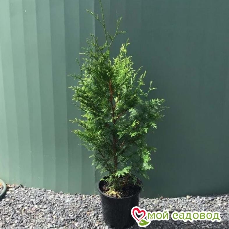 Туя складчатая Гельдерлэнд