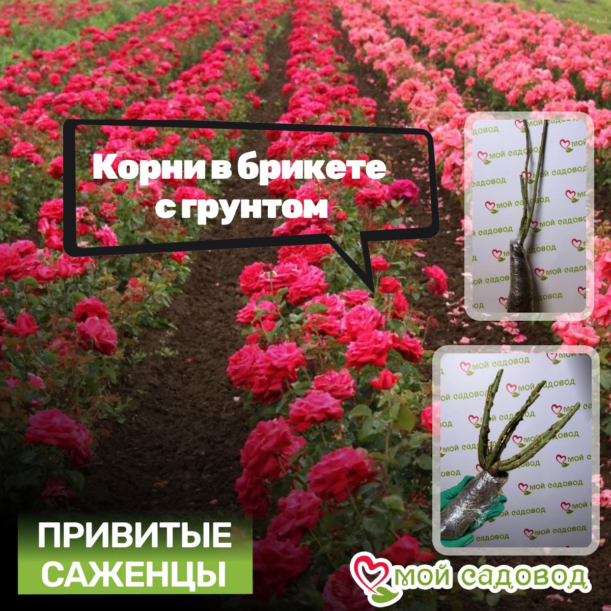 Роза чайно-гибридная Венделла