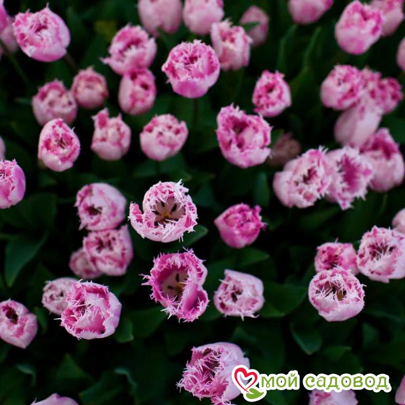 Тюльпан бахромчатый Сантандер