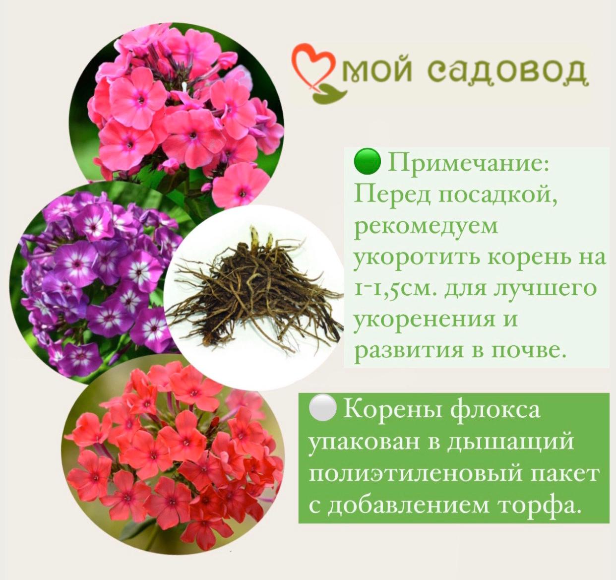 ФЛОКС МЕТЕЛЬЧАТЫЙ АННА КАРЕНИНА