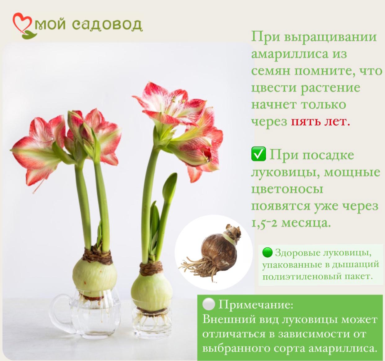 Амариллис Роял Вельвет