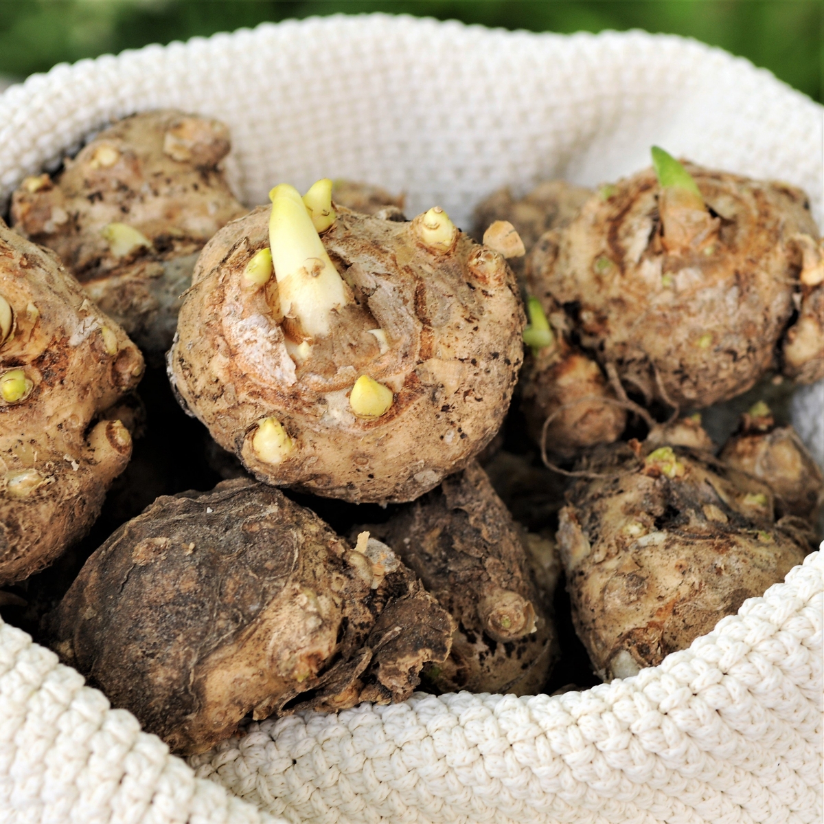 Калла Корал Пашшн