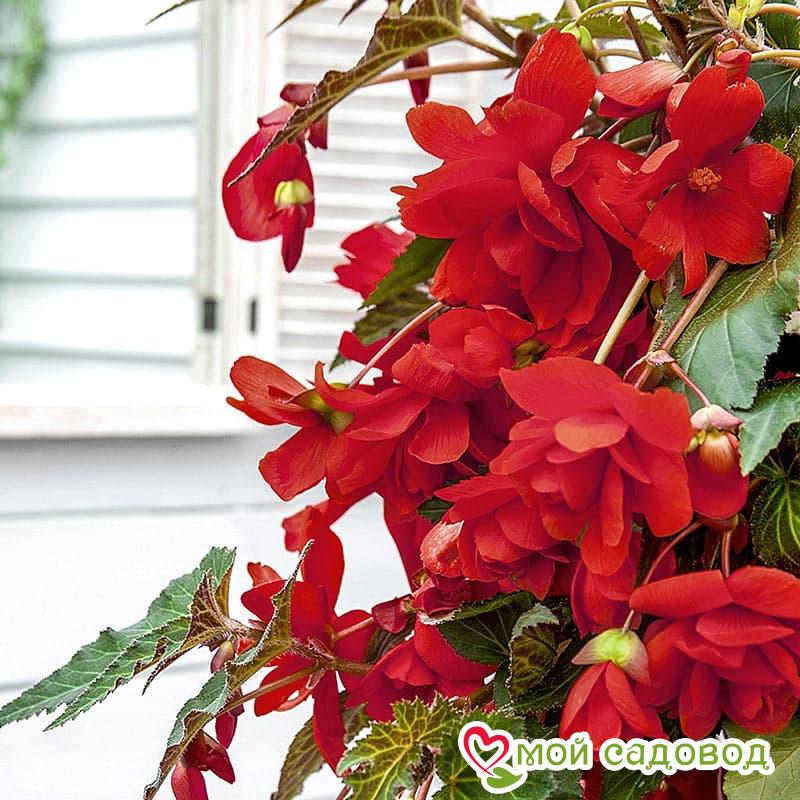 БЕГОНИЯ КОМПЛЕКТ