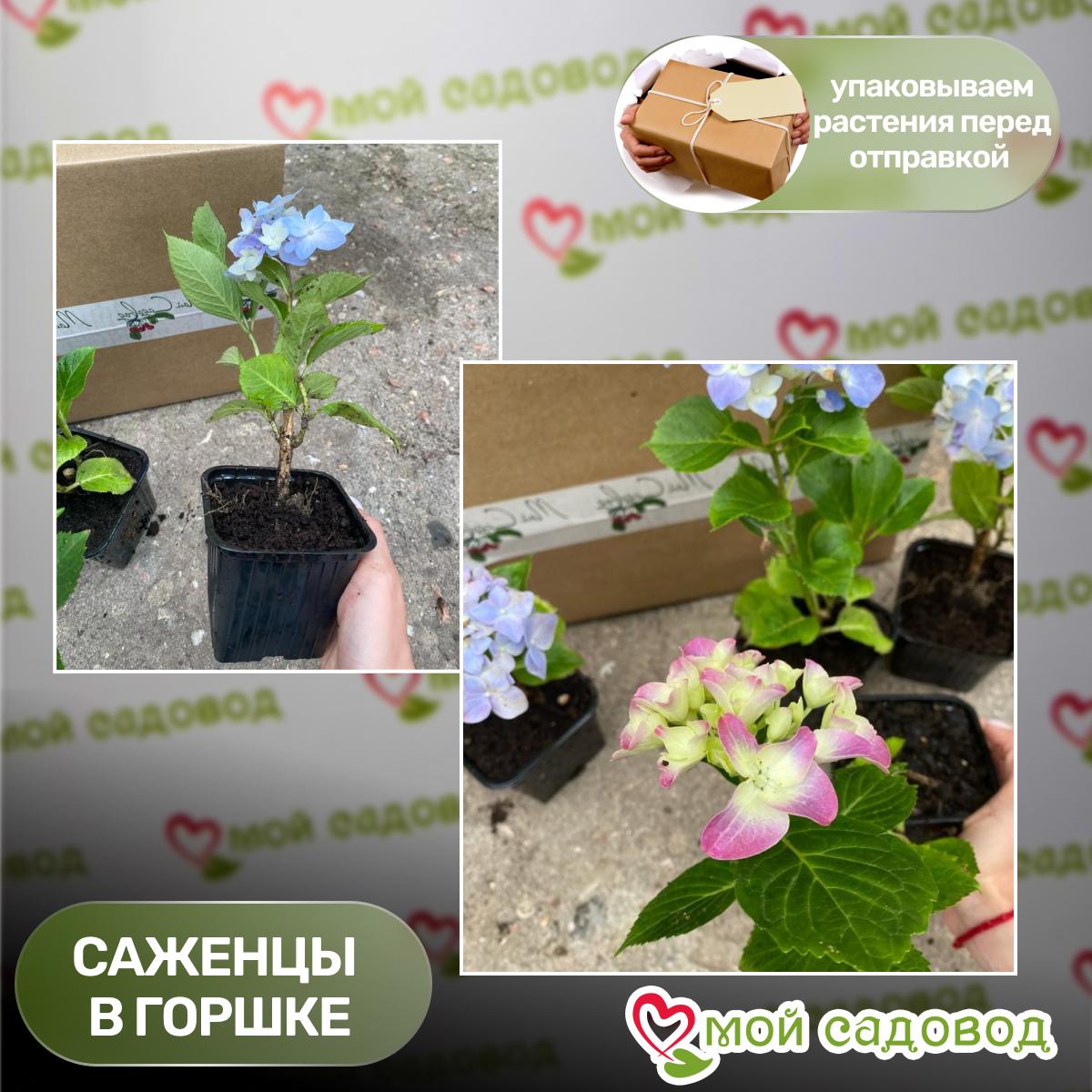 Гортензия крупнолистная Hot Red