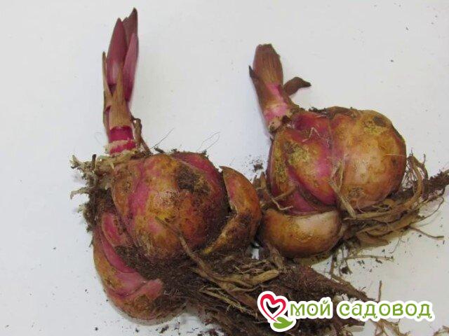 Лилия Голден Эмбер